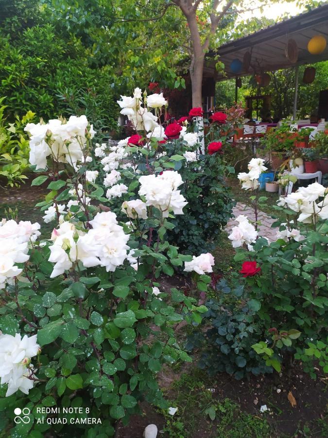 Sakli Bahce Pension ชิลารึ ภายนอก รูปภาพ